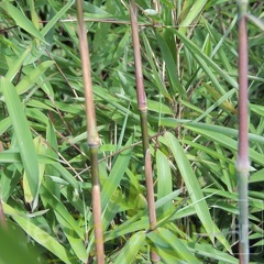 carwinion 011