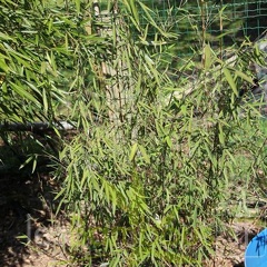 carwinion 012