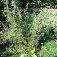 gansu 002
