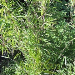 gansu 003