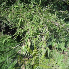 gansu 004