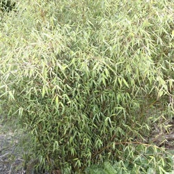 green dragon