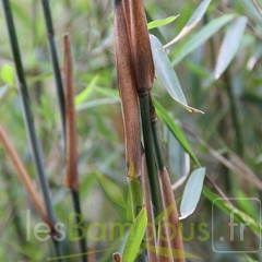 taibashan1 001