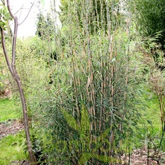 taibashan1 002