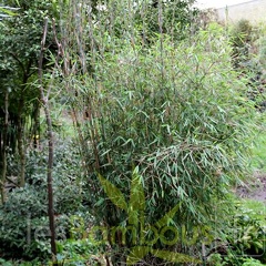 taibashan1 003