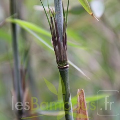 taibashan1 004