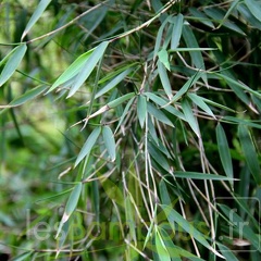 taibashan1 005