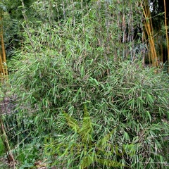 taibashan1 007