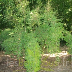 utilis 003