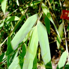 utilis 004