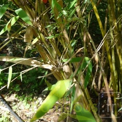 utilis 005