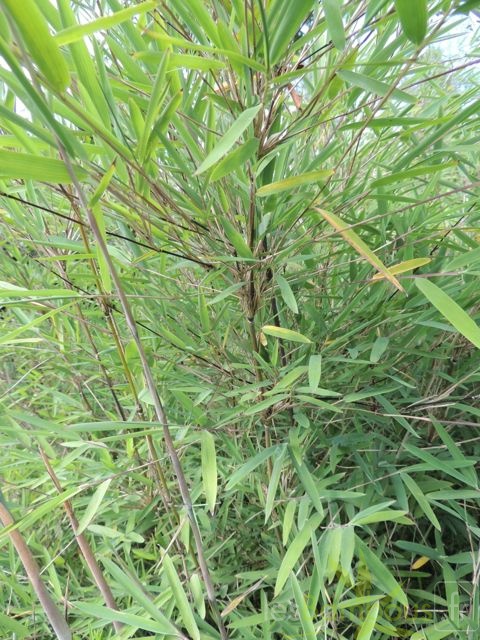 yulongshanensis 003
