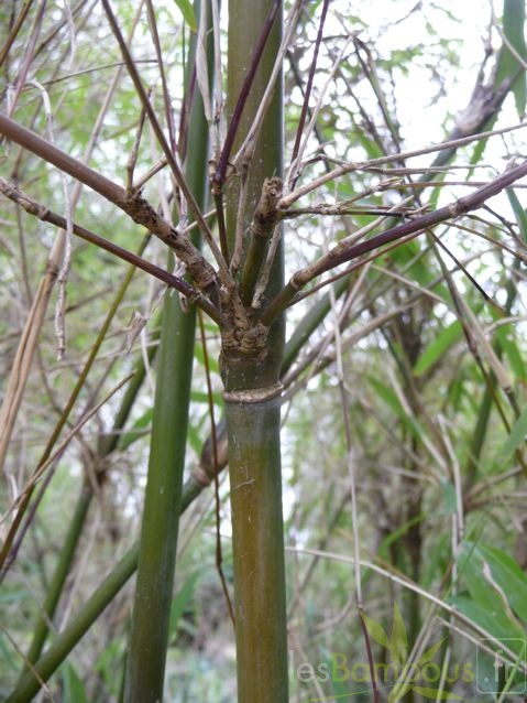 yulongshanensis 007