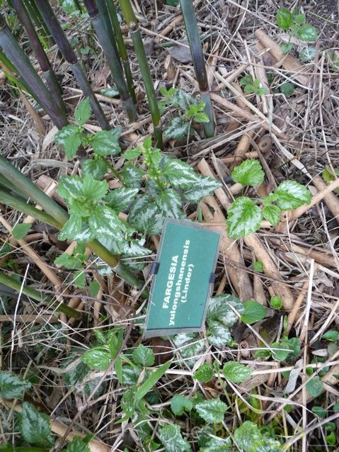yulongshanensis 009