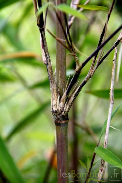 yulongshanensis 013