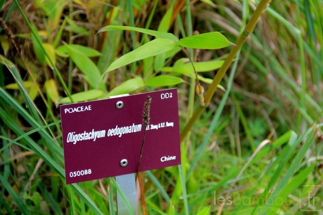 oligostachium.oedogonatum_1603.jpg