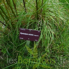 oligostachyum.sulcatum.0236