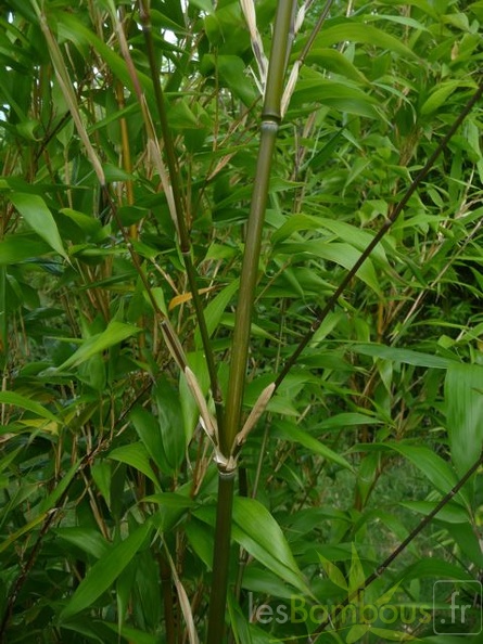oligostachyum.sulcatum.0237