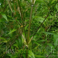 oligostachyum.sulcatum.0237