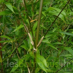 oligostachyum.sulcatum.0238
