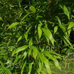 oligostachyum.sulcatum.0239