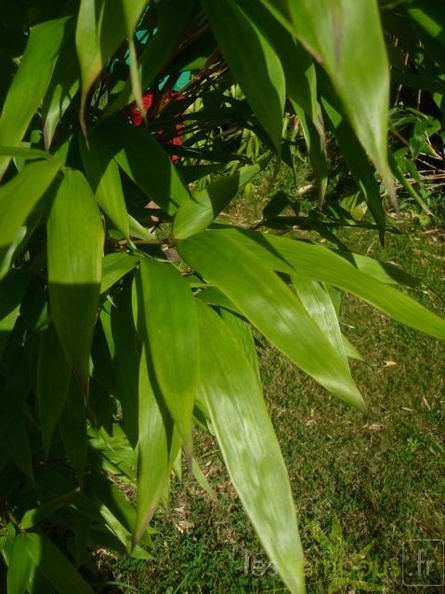 oligostachyum.sulcatum.0240