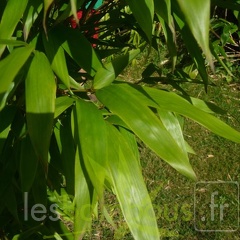 oligostachyum.sulcatum.0240