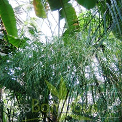 Otatea acuminata 