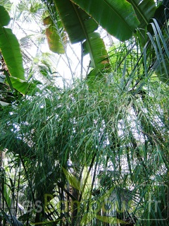 Otatea acuminata 