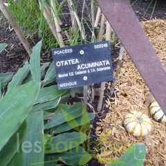 Otatea acuminata 030747