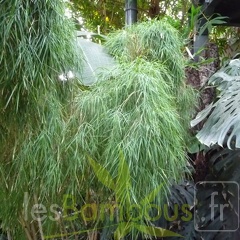 Otatea acuminata 030749