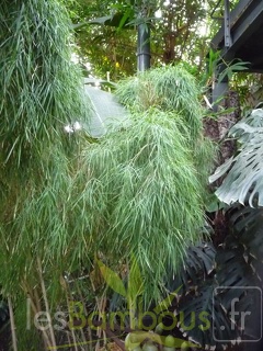 Otatea acuminata 030749