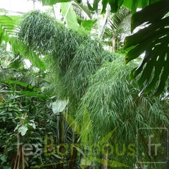 Otatea acuminata 030750