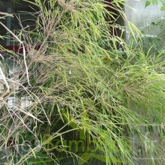 Otatea acuminata Mexique