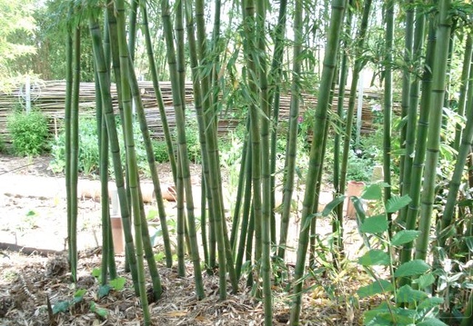 Phyllostachys acuta