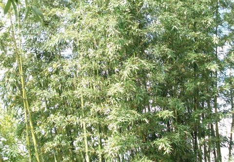 Phyllostachys acuta1