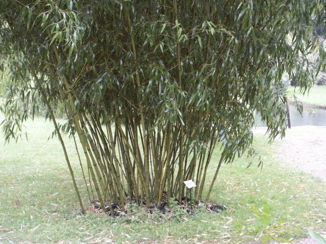 Phyllostachys Angusta0047