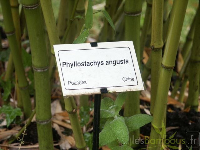 Phyllostachys Angusta0048