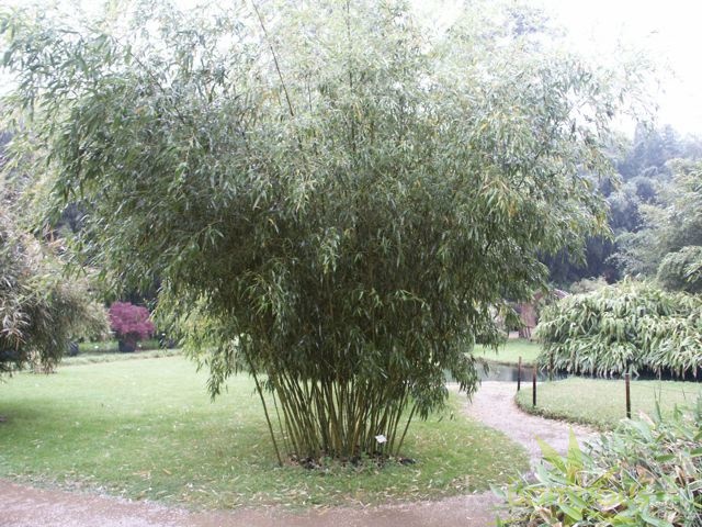 Phyllostachys Angusta0049