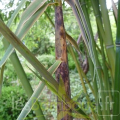 Phyllostachys arcana 01