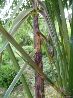 Phyllostachys arcana 01