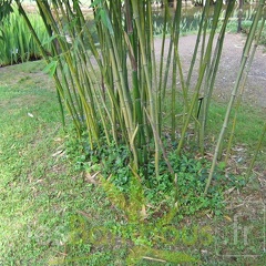 Phyllostachys arcana 02