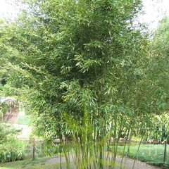 Phyllostachys arcana 03
