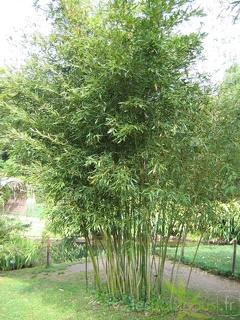 Phyllostachys arcana 03