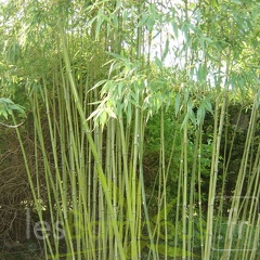 Phyllostachys arcana 05