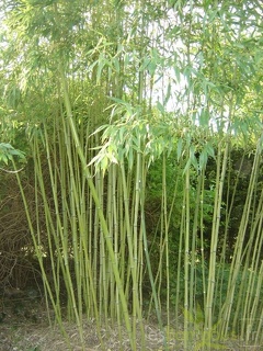 Phyllostachys arcana 05