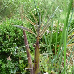 Phyllostachys arcana 06