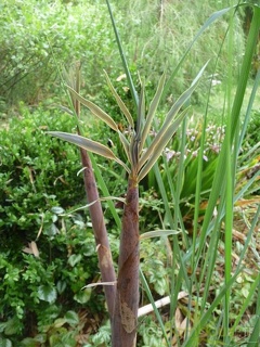Phyllostachys arcana 06