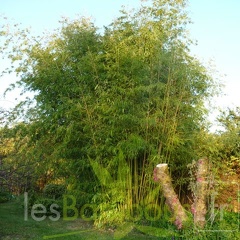 Phyllostachys arcana 07