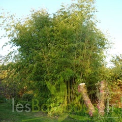 Phyllostachys_arcana_07.jpg